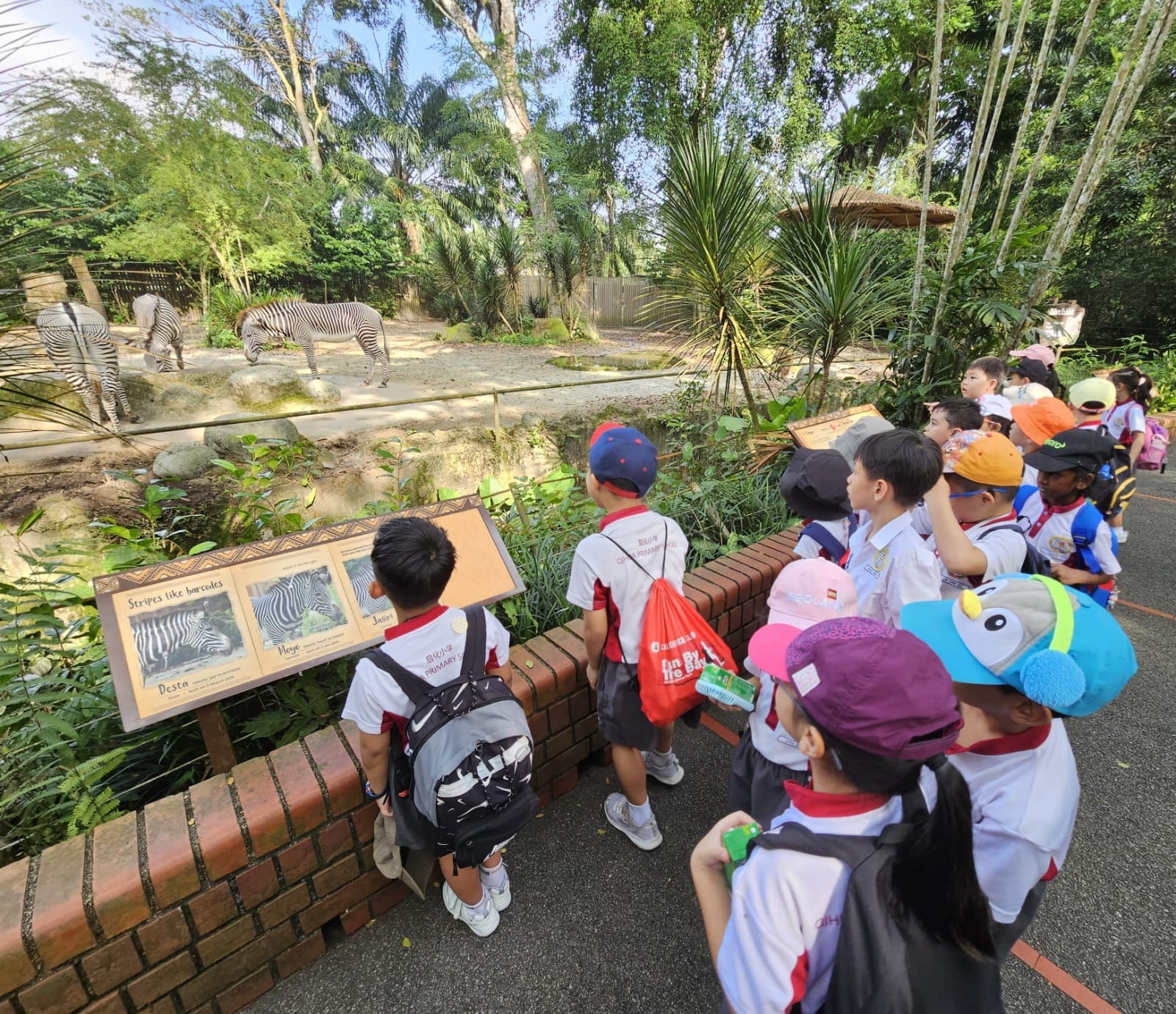 P1 student at Zoo looking at the animal 